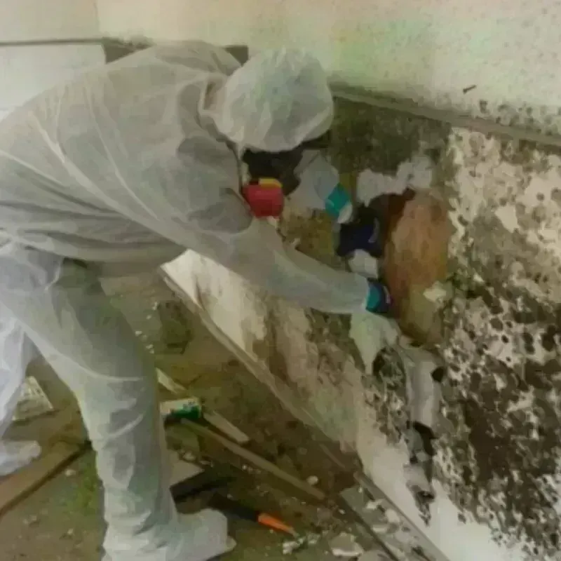 Mold Remediation and Removal in Odell, OR